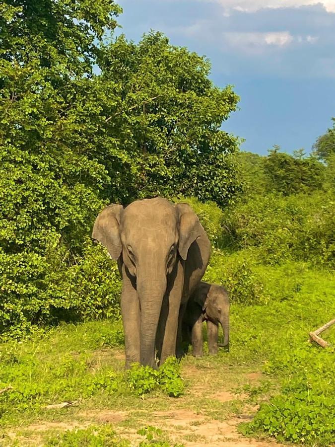 Elephant Paradise Safari Bungalow Udawalawe Exterior photo